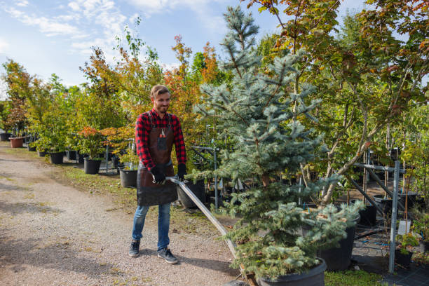 Best Tree Removal Services  in Waterloo, IL